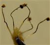  Male flower